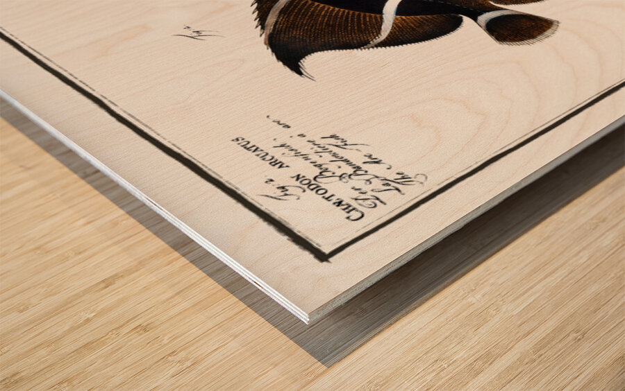 1. Chaetodon unimaculatus 2. Arc-Fish Chaetodon arcuatus Impression sur bois