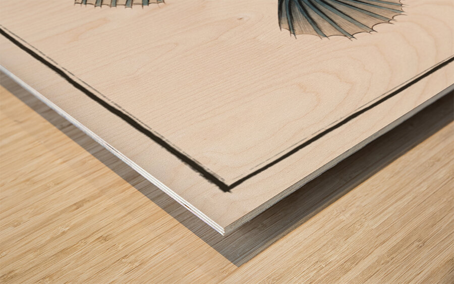 Lump Cycloterus lumpus Wood print