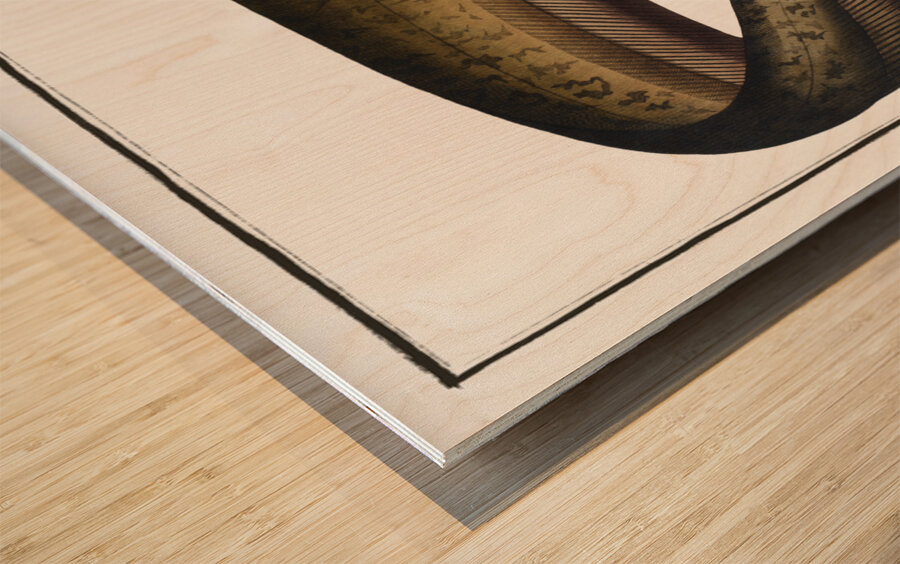 Sheat-fish Silurus Glanis Wood print