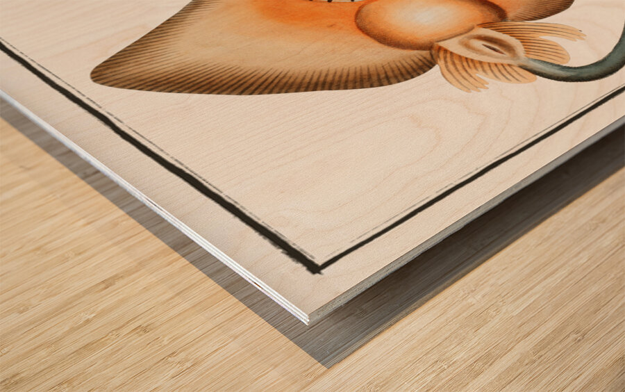 Sharp Nosed-Ray Raja Oxyrinchus Wood print