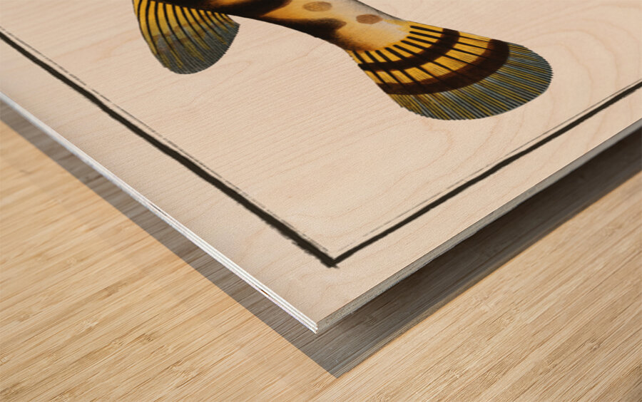 Starry Globe-fish Tetrodon Lagocephalus Wood print