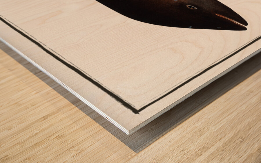 Porpesse Delphinus Phocoena Wood print