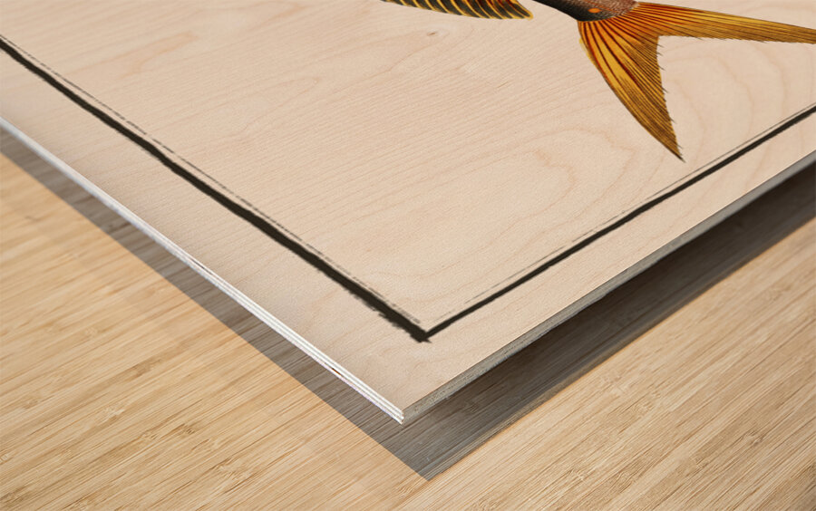 Dolfin Coryphaena Hippurus Wood print