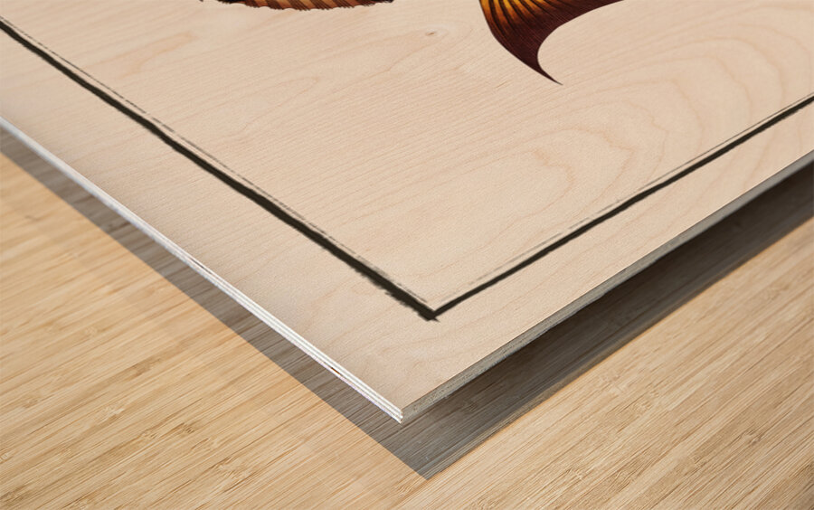 Surgeon Chaetodon Chirurgus Wood print