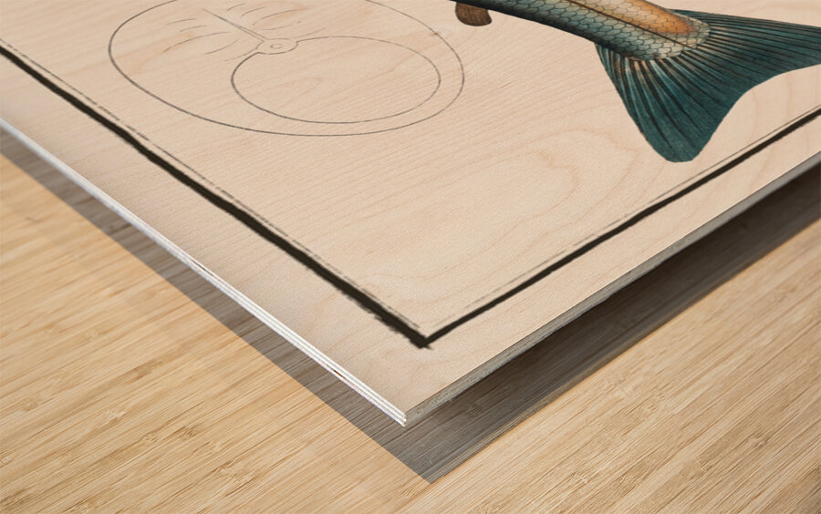 Salmon Salmo Salar Wood print