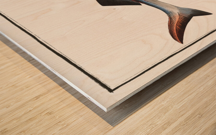 Great Sturgeon Acipenser Huso Wood print