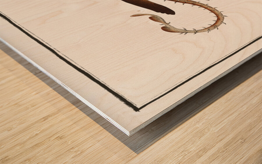 Rough Ray Raja Rubus Wood print