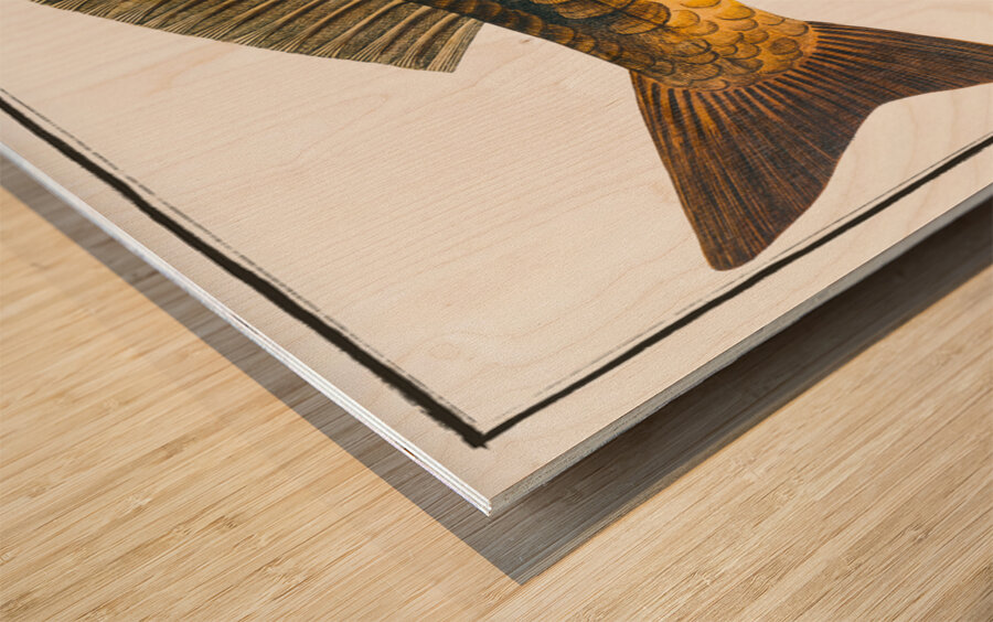 Royal-Carp Rex Cyprinorum Impression sur bois