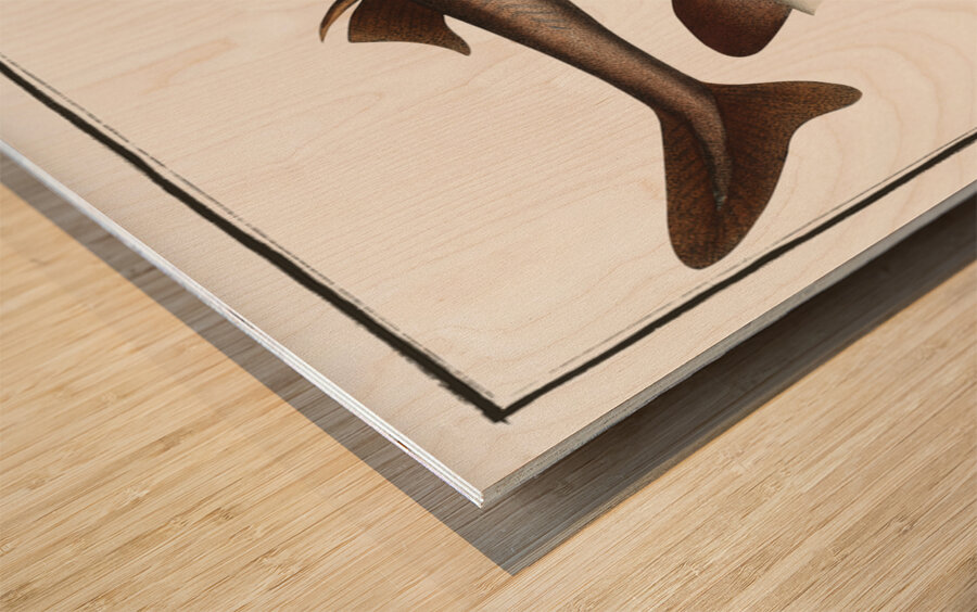 Picked- Dog Squalus Acanthias Wood print