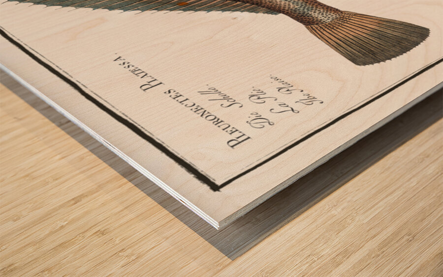 Plaise Pleuronectes Platessa Wood print