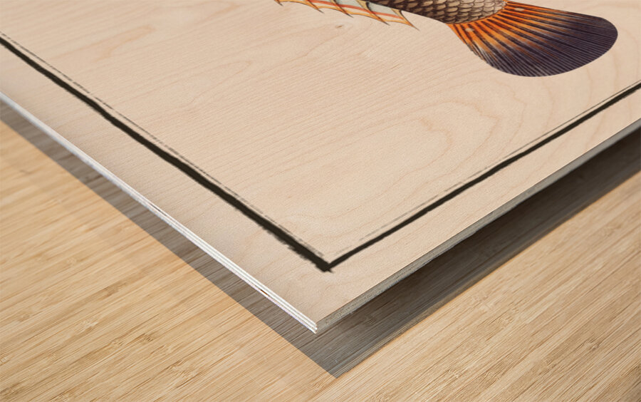 Coryphaena pentadactyla Wood print