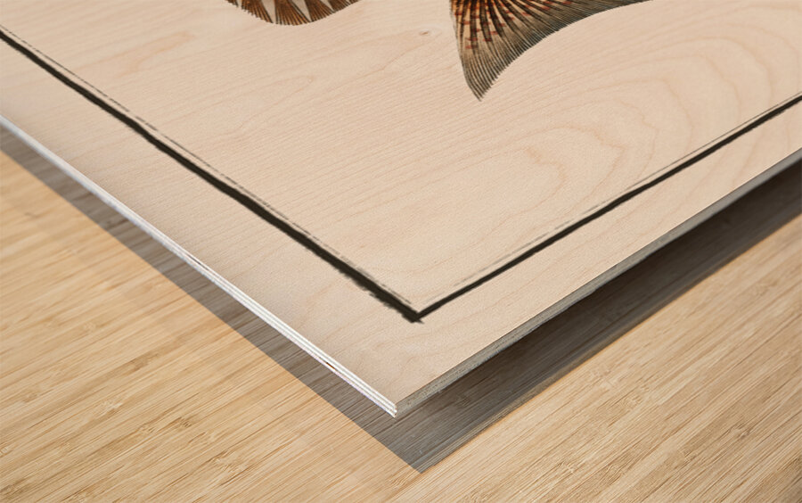 Chaetodon guttatus Wood print