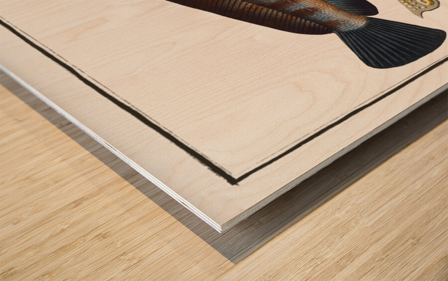 Wolf Fish Anarihchas Lupus Wood print