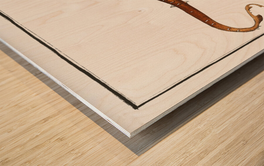 Thornback Raja clavata Wood print