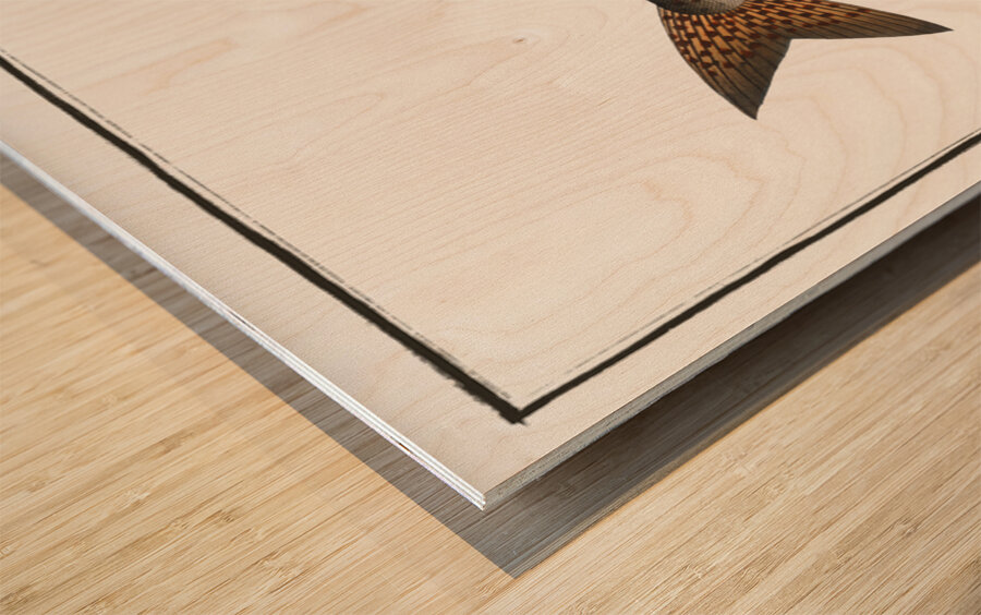 River-Salmon Salmo Hucho Wood print