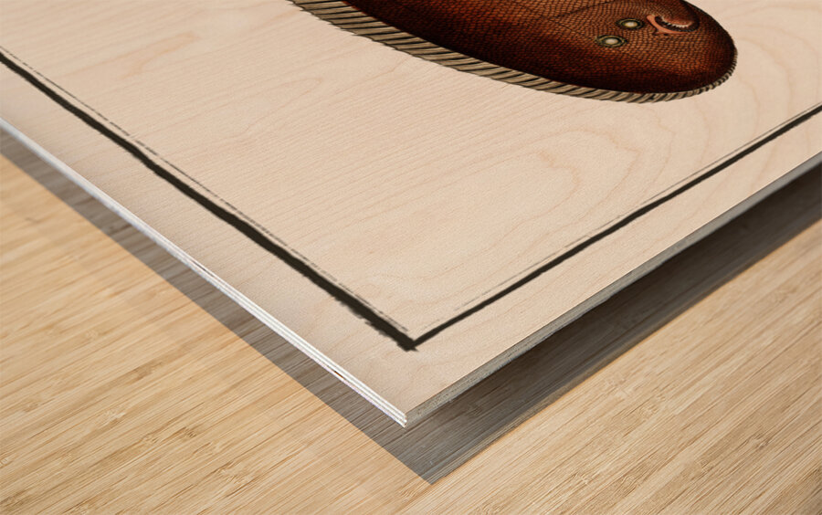 Pleuronectes bilineatus Wood print