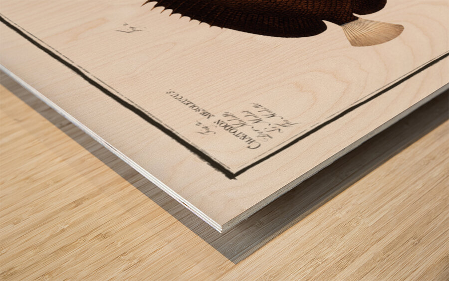 1. Collar Chaetodon Collare 2. Mulatto Chaetodon mesoleucus Wood print