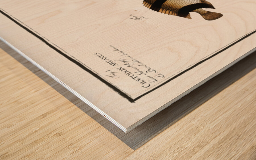 1. Chaetodon Pavo 2. Chaetodon aruanus Wood print