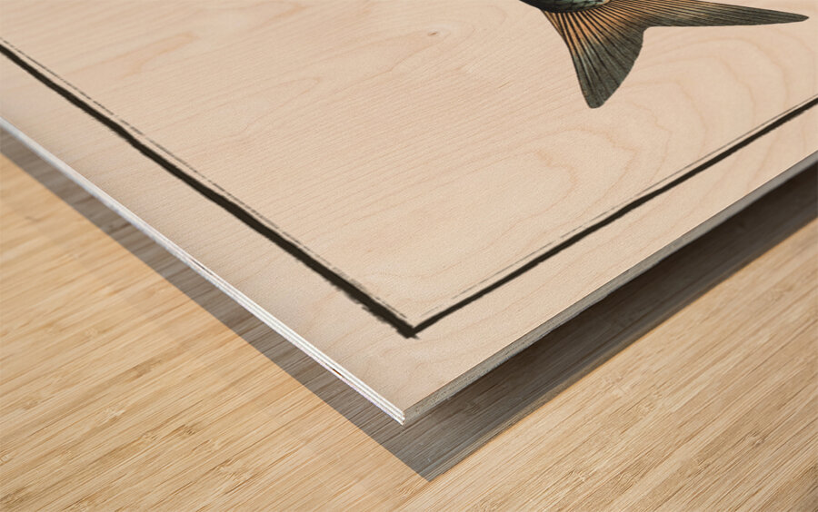 Gwiniad Salmo Lavaretus Impression sur bois