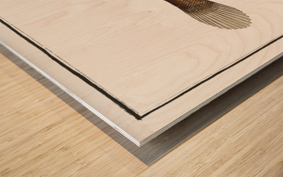 Pleuronectes limandoides Wood print