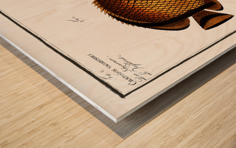 1. Chaetodon Argus 2. Chaetodon vagabundus Wood print