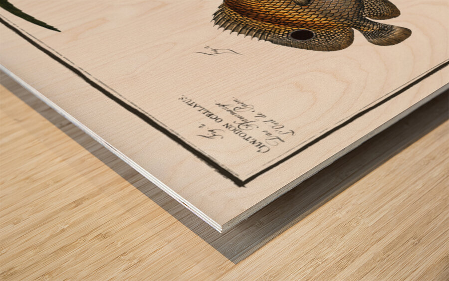 1. Chaetodon Plümieri 2. Chaetodon ocellatus Wood print