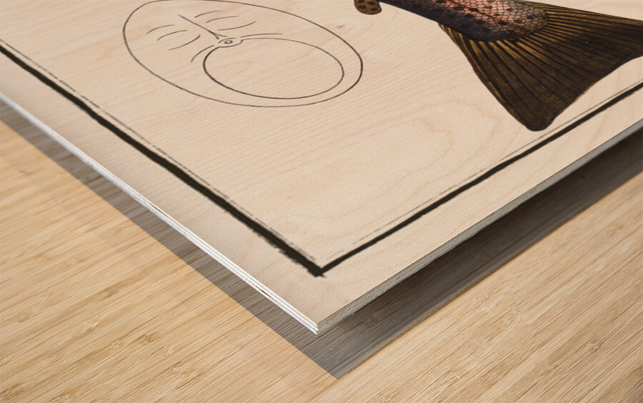 Trut Salmo Trutta Wood print