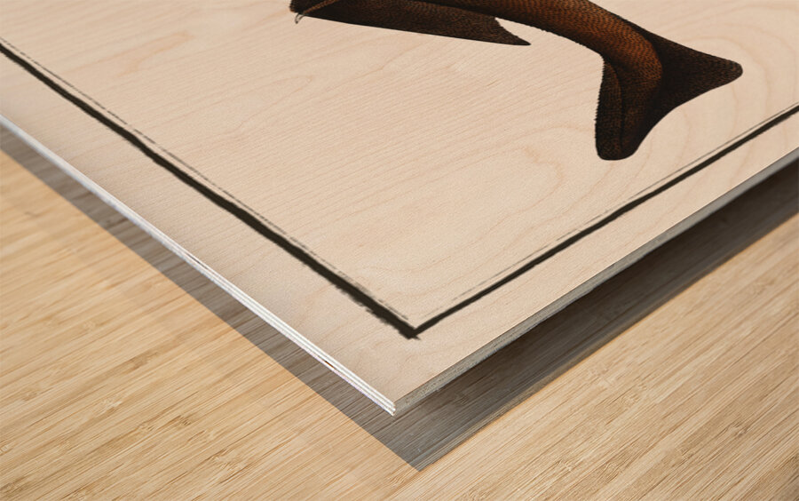 Centrina Squalus Centrina Wood print