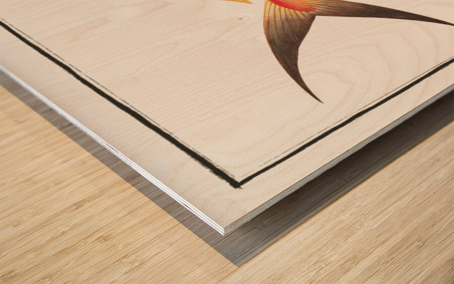 Red Mackrel Scomber ruber Wood print