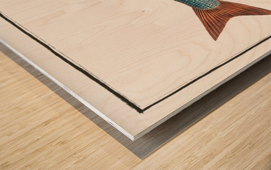 Grayling Salmo Thymallus Wood print