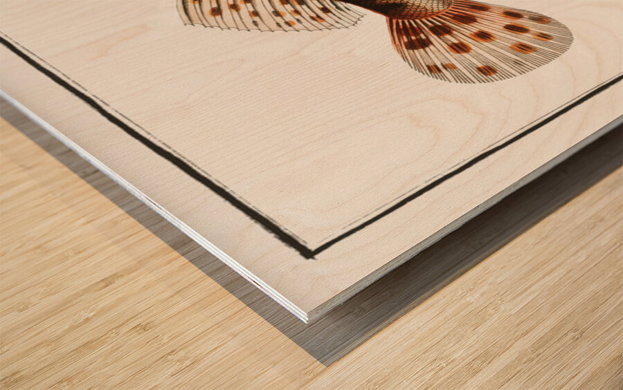 Scorpaena Porcus Wood print