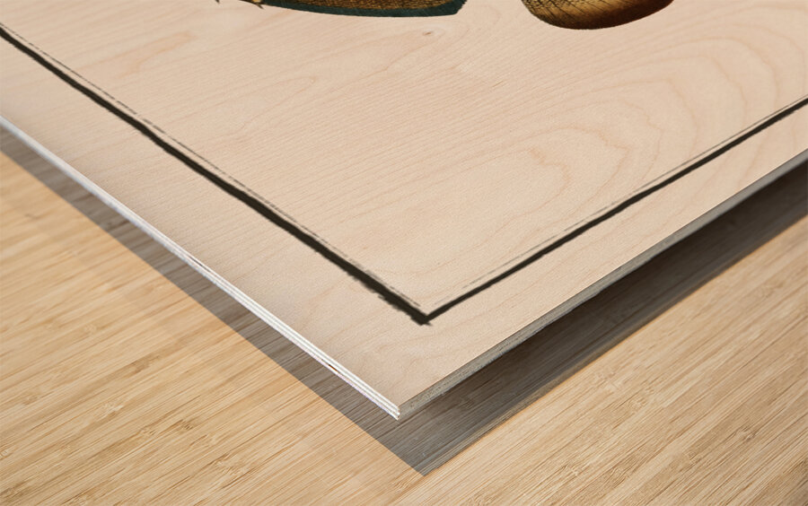 Chaetodon fasciatus Wood print