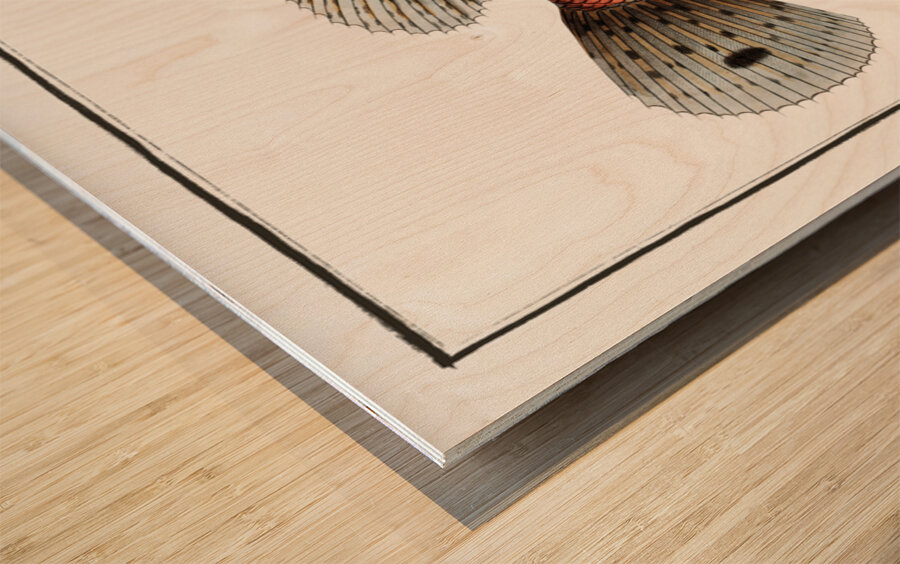 Poisonnet Grooper Scorpaena Scrofa Wood print