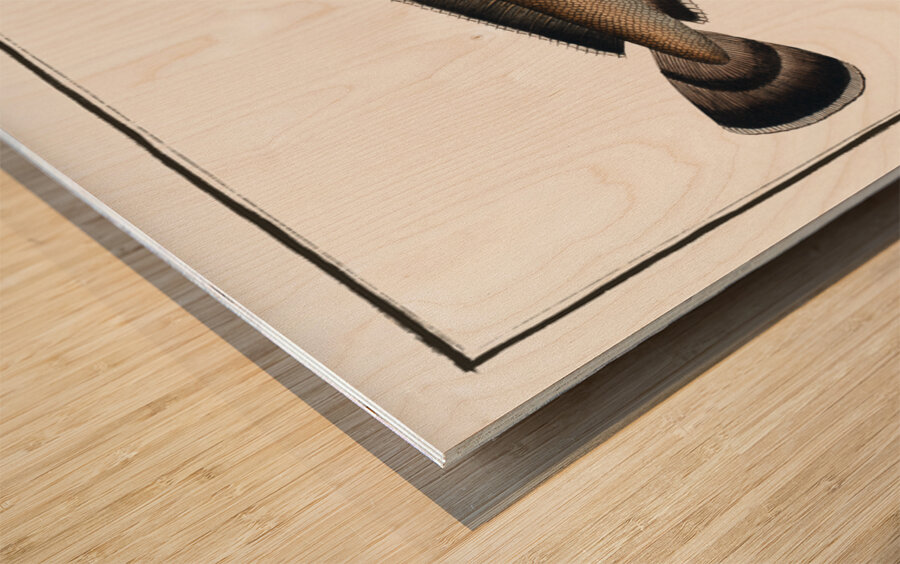 Ling Gadus Molva Wood print