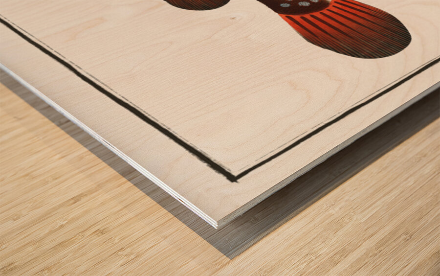 Toadfish Tetrodon Testudineus Wood print