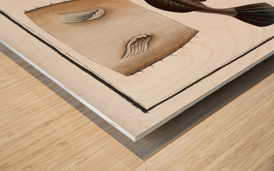 Sea Devil Lophius Piscatorius Wood print