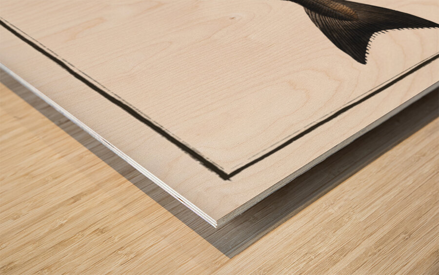 Coal Fish Gadus Carbonarius Wood print