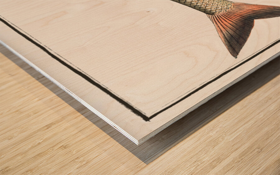 Barbel Cyprinus Barbus Wood print