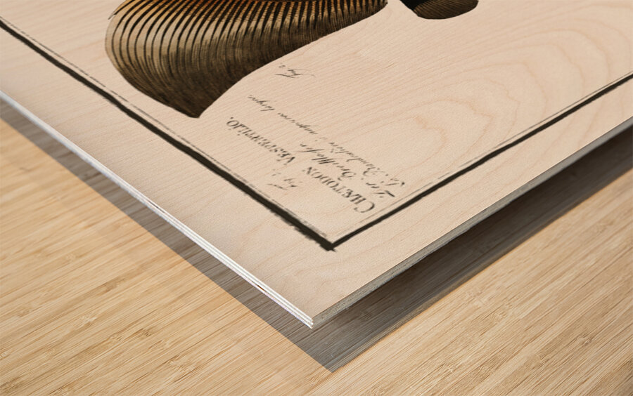 1. Chaetodon Teira 2. Chaetodon Vespertilio Wood print