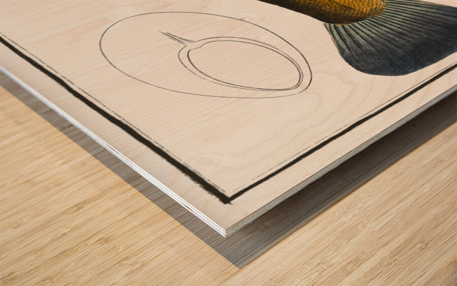 Tench Cypirnus Tinca Wood print