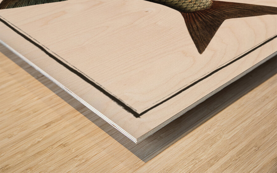 Bream Cyprinus Brama Wood print