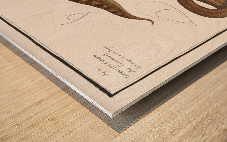 1. Gymnotus brachiurus 2. Gymnotus Carapo Impression sur bois