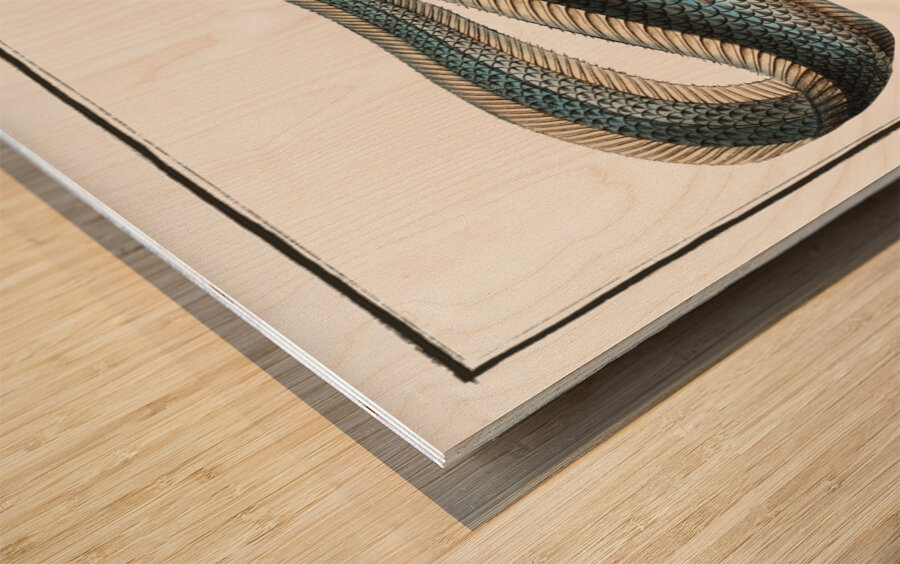 Macrourus rupestris Wood print