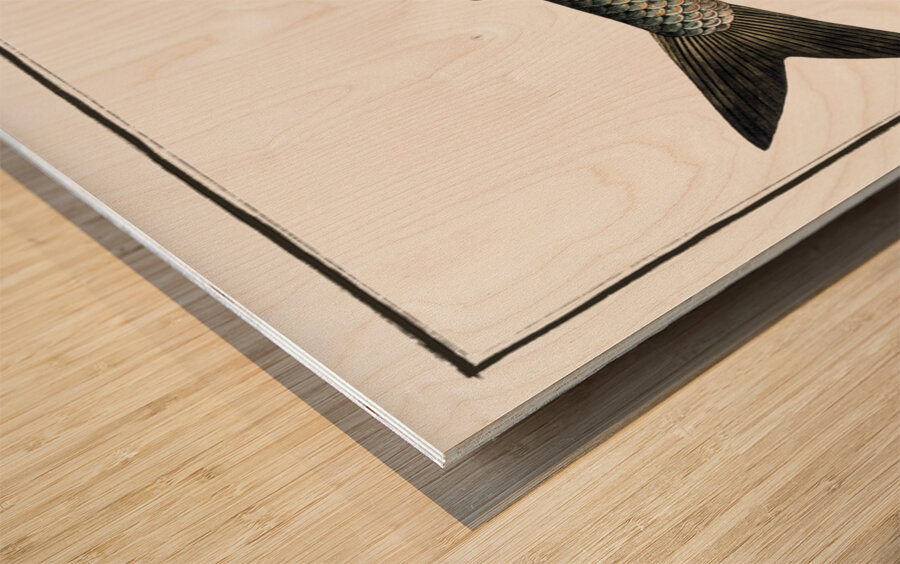 Great-Maræna Salmo Maræna Wood print