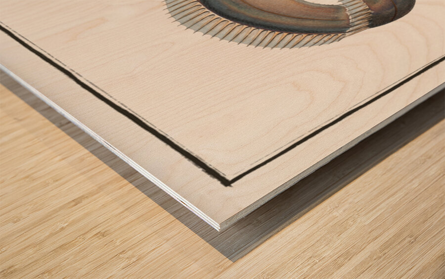 Sword-Fish Trichiurus Lepturus Wood print