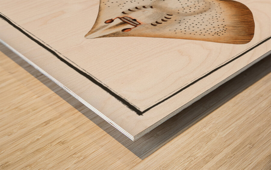 Skate Raja Batis Wood print