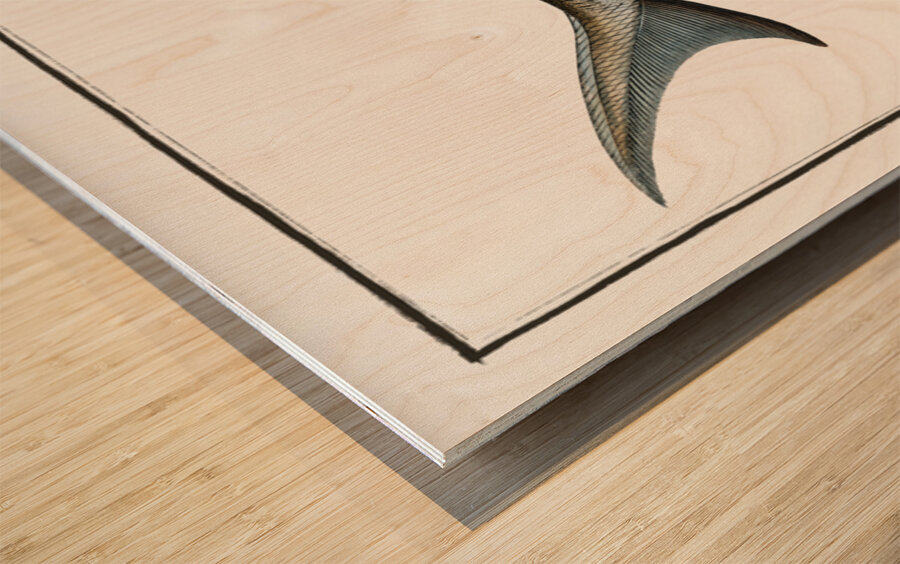 Rusfish-Sturgeon Acipenser Ruthenus Wood print