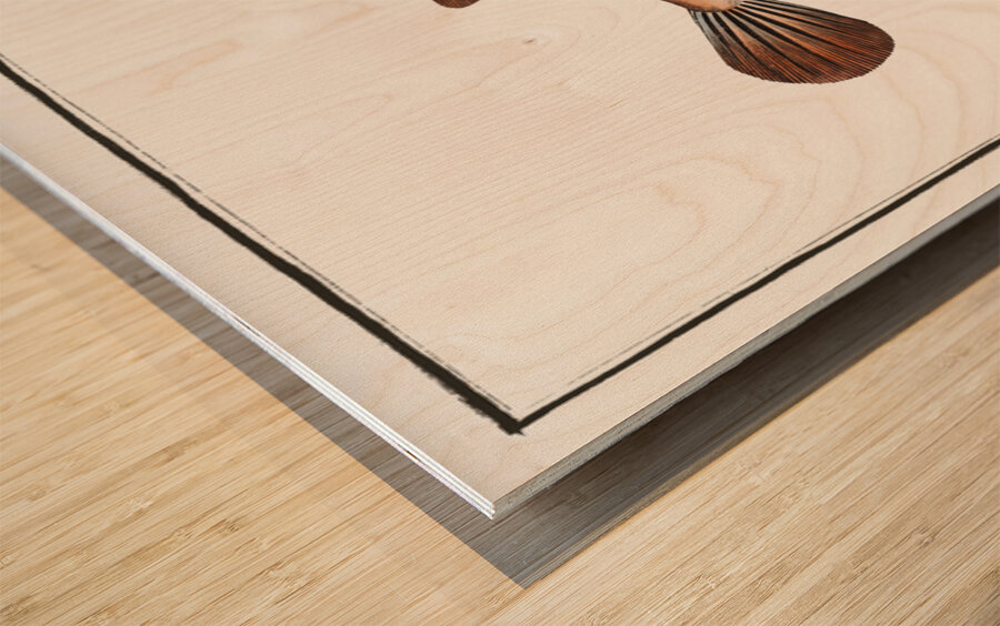 Spenglers Tetrodon Tetrodon Spengleri Impression sur bois