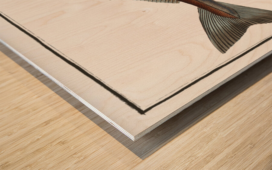 Hadock Gadus Aeglefinus Wood print