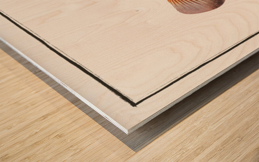 Red Parrot-fish Scarus croicensis Wood print